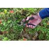 CRAFTSMAN CMXMKIT0170 Tree & Shrub Pruning Set with Bypass Pruning Shears, Bypass Lopper and Folding Pruning Saw(Bypass Pruning Shears)
